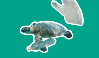 Protecting Our Oceans | Panda.ie