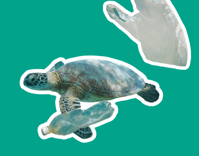 Protecting Our Oceans | Panda.ie
